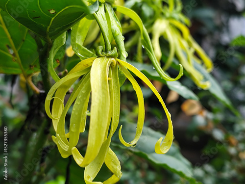Memories for the name of the Ylang-ylang flower, the yellow flower petals smell good, look fresh after the rain. Close up of Dwarf Ylang-Ylang flower.