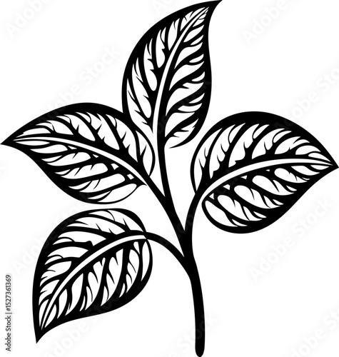 Botanical illustration of a leafy plant, black and white nature design
