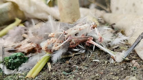 Bird carcasses eaten by ants have become bones. Ants play a role in accelerating the decomposition of carcasses by eating them. the concept of decomposition of animal carcasses