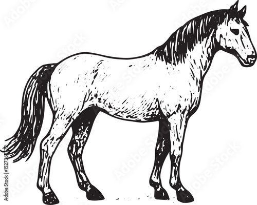 A black and white detailed illustration of a standing horse with a flowing mane and tail, showcasing intricate shading and texture in a realistic style