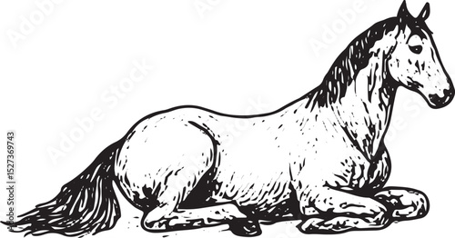 A finely detailed black-and-white illustration of a horse in a resting pose, legs folded beneath its body, head gently turned to the side, exuding calmness and elegance