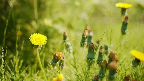 Field of green grass with yellow dandelions under warm daylight. Trees in background create depth in peaceful rural setting. Perfect for spring, nature and countryside topics. Natural spring mood