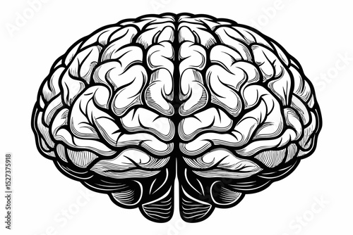 Detailed Black and White Illustration of a Human Brain