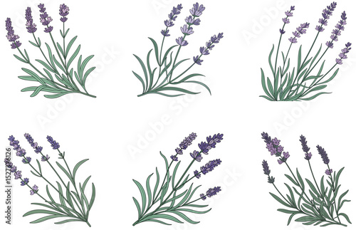 Lavender Plant Vector Designs Beautiful Floral Illustrations for Nature, Herbal, and Garden Themes