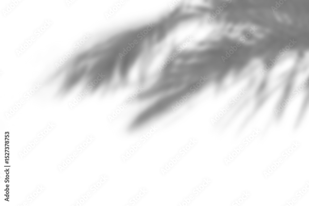 Fototapeta premium abstract palm leaf and shadow reflection on white background.