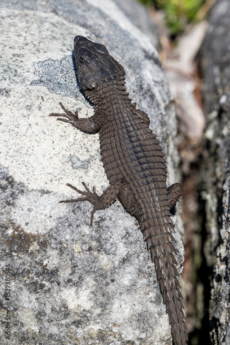 Black Girdled Lizard from Table Mountain SOuth Africa