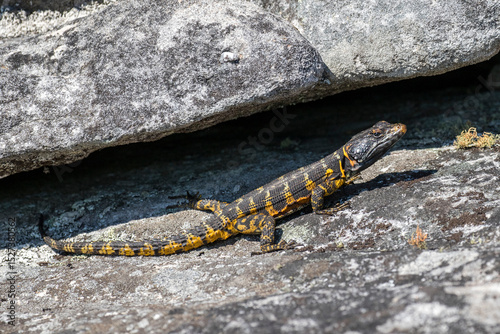 Cape Crag Lizard from Table Mountain South Africa