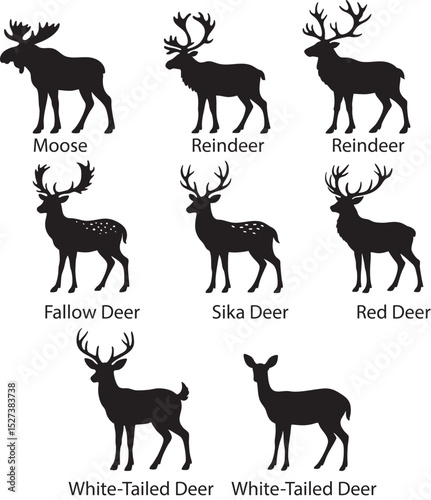 Deer isolated on white background