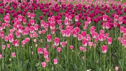 pink and red blooming tulips on a flower bed with green grass on a lawn as a landscape design concept 
