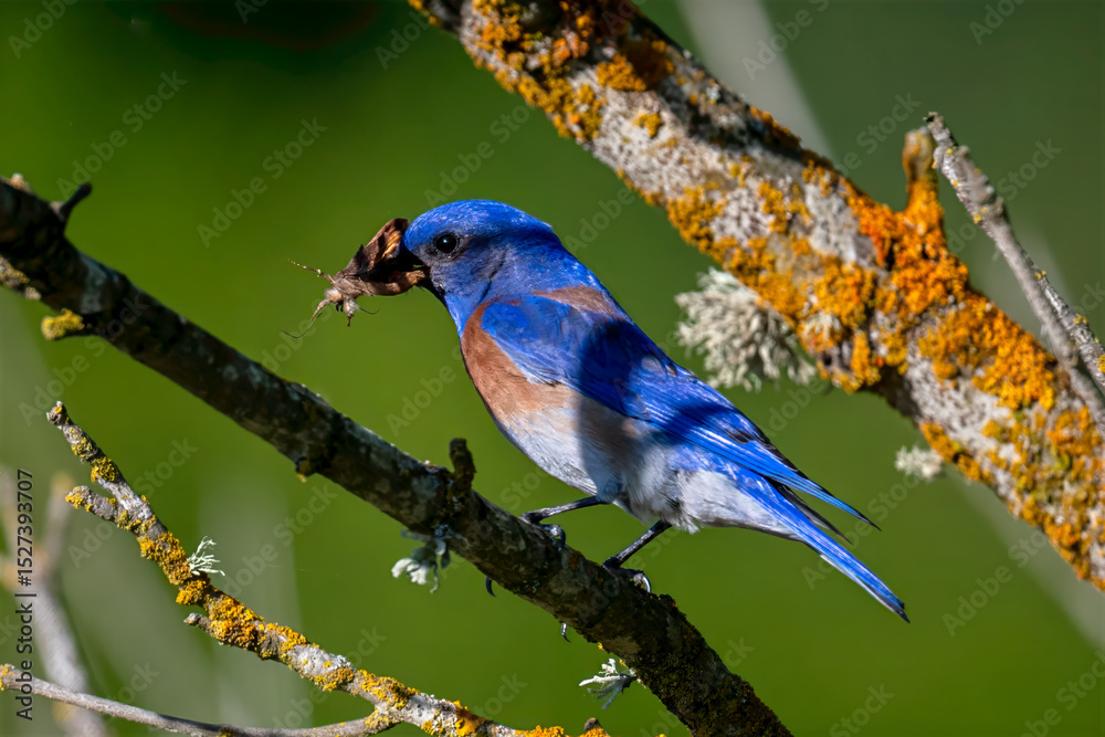 Fototapeta premium Western Bluebird male with Insect Prey on Lichen-Covered Branch