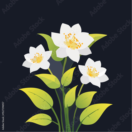 A beautiful vector illustration of jasmine flowers with white petals, yellow stamens, and green leaves on a dark blue background