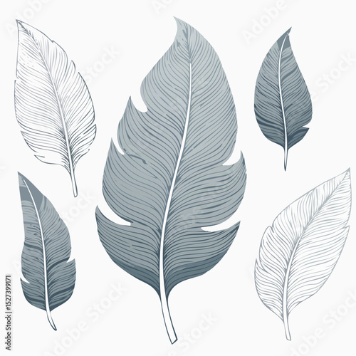 Detailed vector illustration of five stylized feathers in various sizes and designs, showcasing intricate line art and shading details on a white background.