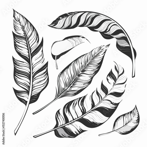 Vector illustration of various stylized black and white feathers with detailed line art, perfect for decorative designs and artistic projects