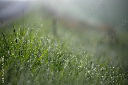 Lush green grass with water droplets glistens, capturing the essence of a dewy morning.