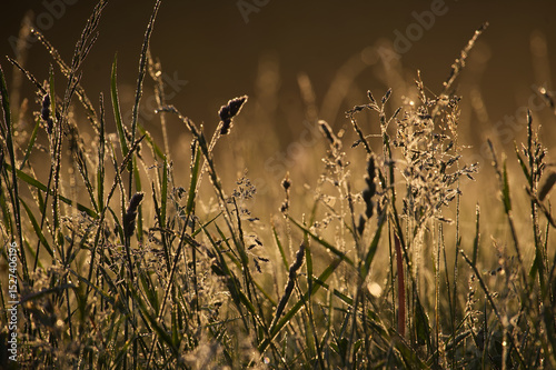 Beautiful Morning Dew on Grasses Highlighted by Golden Sunrise Light