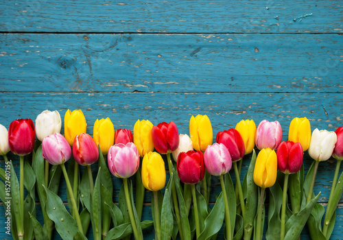 Colorful tulips bloom vibrantly against a textured blue wood surface creating a spring atmosphere