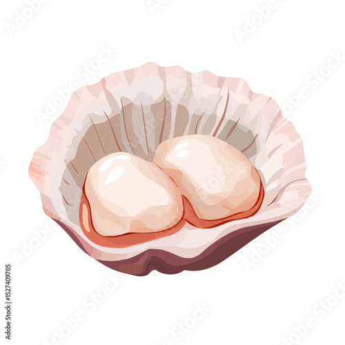 Scallop Close Up vector 2D flat illustration, isolated on a white background.