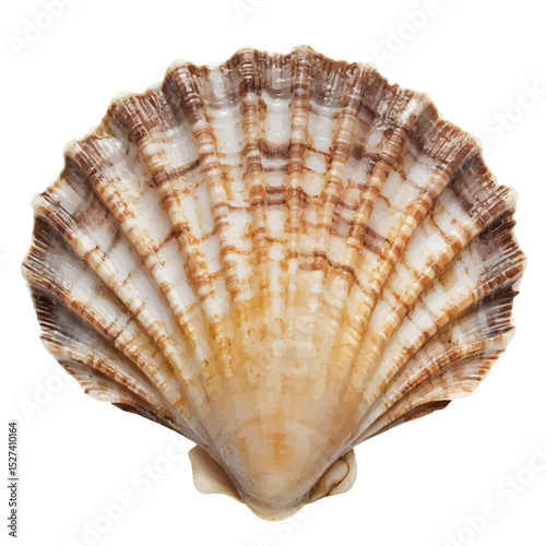 2D flat Scallop Close Up illustration vector, isolated on a white background.