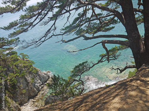 Looking at turquoise sea from the steep cliff edge with old Japanese red pines 