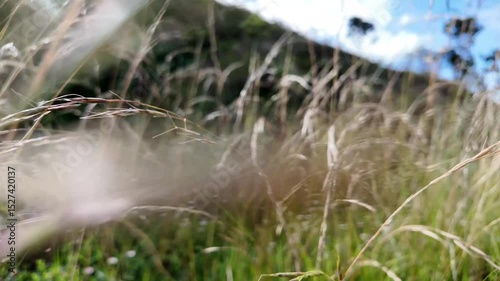 4k video footage of Grass flowers swaying in the wind with gentle sunlight in the morning. Long green leaves from the grass moving because of gentle breeze blowing softly.