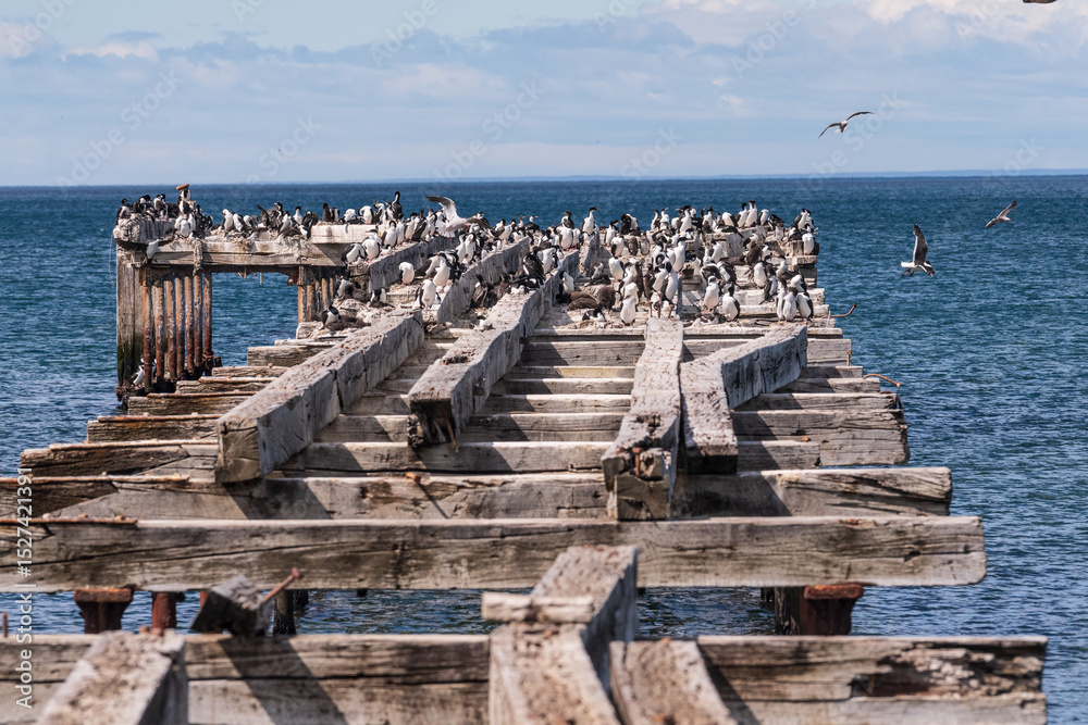 Fototapeta premium Telephoto of an old pier at the coast of the magellan strait nea Punta Arenas, chile. The pier is crowed with imperial comorants -Leucocarbo atriceps.
