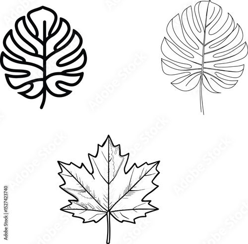 High quality photo of set of vector leaves.