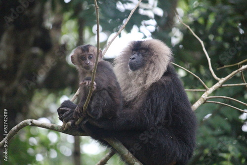 Monkey and mother, Lion-tailed macaque 