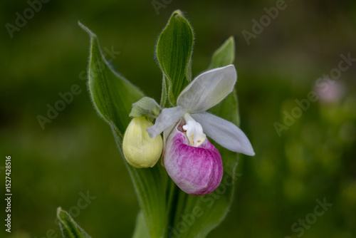 Stunning pink and white flower blossom on a showy lady’s slipper (cypripedium reginae) plant with a second bud emerging next to it