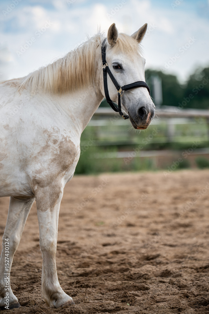 Obraz premium Detailed close-up of serene white horse with gentle gaze. Symbol of purity, elegance, and natural beauty. Suitable for themes related to animals, countryside life, and equestrian concepts.