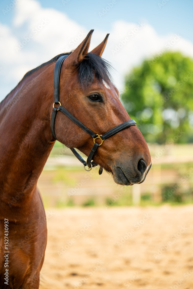 Obraz premium Detailed closeup of horses muzzle and eyes, highlighting grace and sensitivity of this beautiful animal. Ideal for content about rural life, farm animals, and equestrian lifestyle.