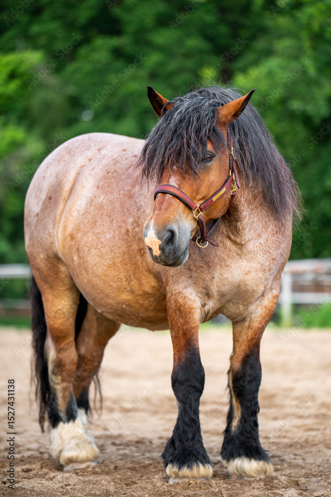 Fototapeta premium Massive arden horse stands in corral against rural landscape. A representative of one of oldest heavy drawn breeds in Europe. Concept of agriculture, animal husbandry, horse breeding and farm life.