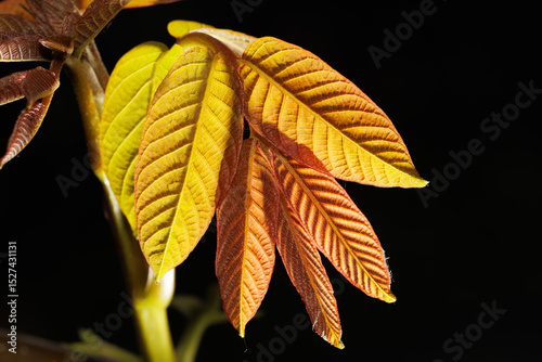 A leafy plant with yellow leaves is shown in a black background