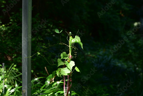 強めの光に照らされた植物 photo