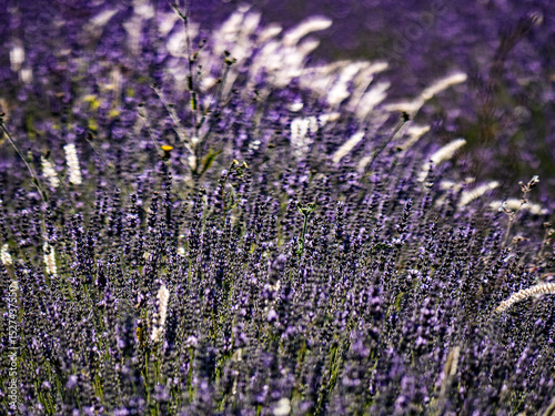 Lavender fields in bloom in Provence