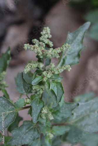 Chenopodiastrum murale or the Nettle leaved Goosefoot