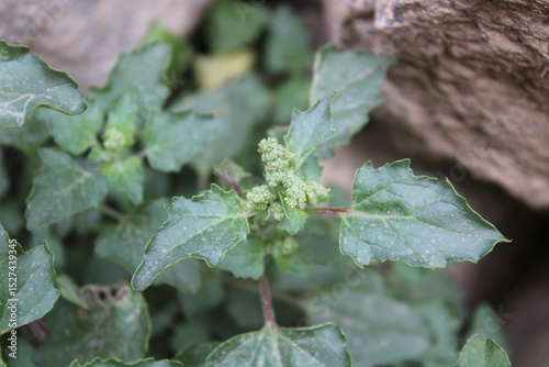 Chenopodiastrum murale or the Nettle leaved Goosefoot