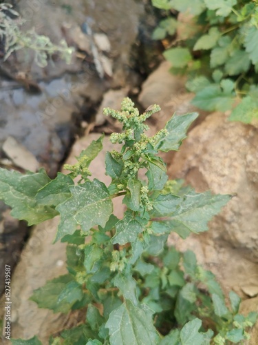 Chenopodiastrum murale or the Nettle leaved Goosefoot