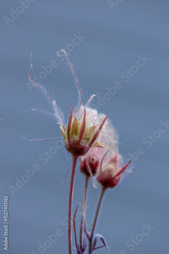 Full frame abstract texture background of isolated prairie smoke (geum triflorum) flower blossoms, with defocused background