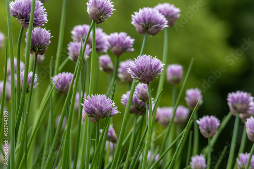 Full frame macro texture background of beautiful purple chives blossoms in full bloom