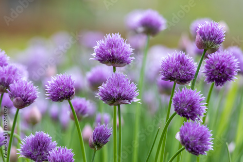 Full frame macro texture background of beautiful purple chives blossoms in full bloom