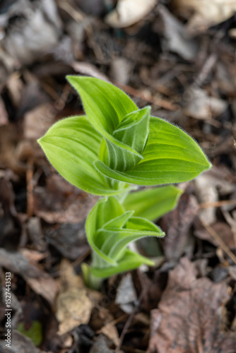 Emerging stem of a showy lady’s slipper (cypripedium reginae) wildflower plant in a shady setting in spring