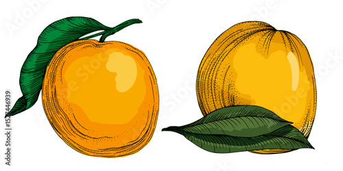 Citrus and Orange Blossom Vintage hand drawing fruit isolated on white background. Tangerine. Organic fruit. Cartoon style. Vector illustration for any design.