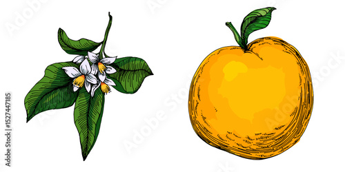 Citrus and Orange Blossom Vintage hand drawing fruit isolated on white background. Tangerine. Organic fruit. Cartoon style. Vector illustration for any design.