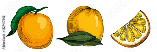 Citrus and Orange Blossom Vintage hand drawing fruit isolated on white background. Tangerine. Organic fruit. Cartoon style. Vector illustration for any design.