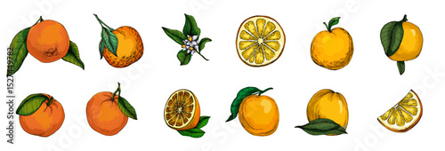 Citrus and Orange Blossom Vintage hand drawing fruit isolated on white background. Tangerine. Organic fruit. Cartoon style. Vector illustration for any design.