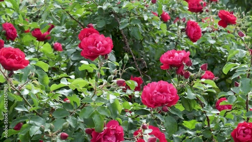 Vibrant red roses bloom in a lush garden on a sunny afternoon