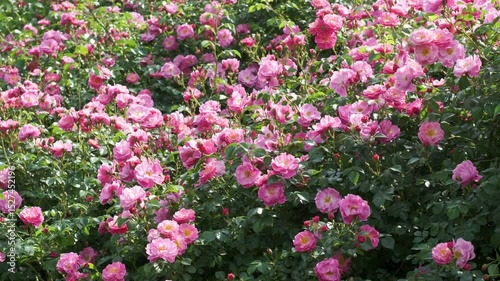 Blooming roses create a vibrant summer landscape in a serene garden