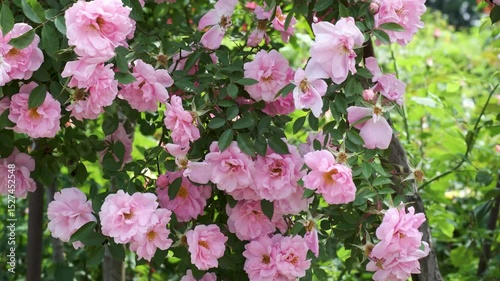 Beautiful pink roses bloom in a lush garden during springtime
