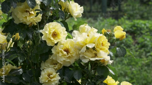 Discover the beauty of blooming yellow roses in a serene garden