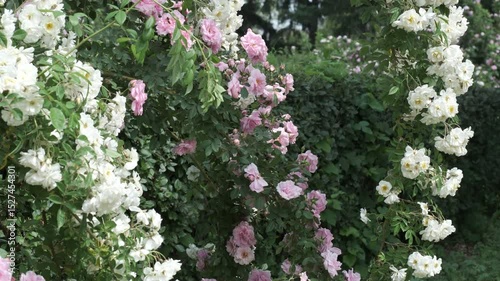 Blossoms in bloom at the serene garden on a sunny afternoon